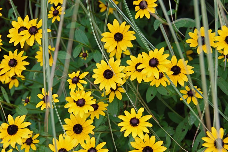 Catherine Faust Rudbeckia