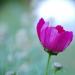 cosmos