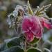 hoarfrost